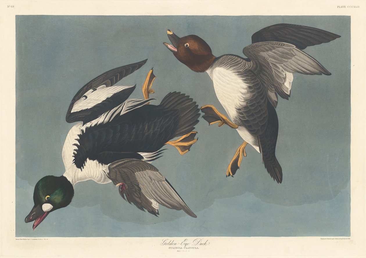 Schellente, 1836 von Robert Havell