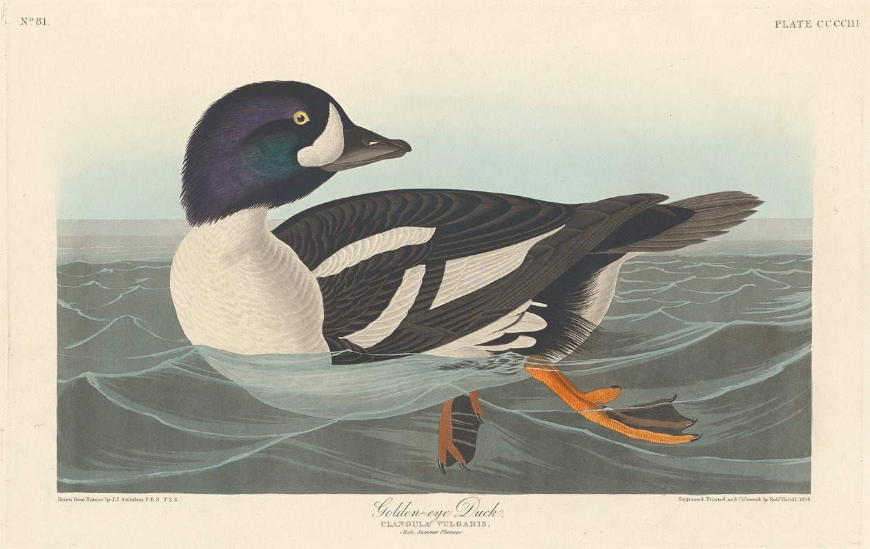 Schellente von Robert Havell