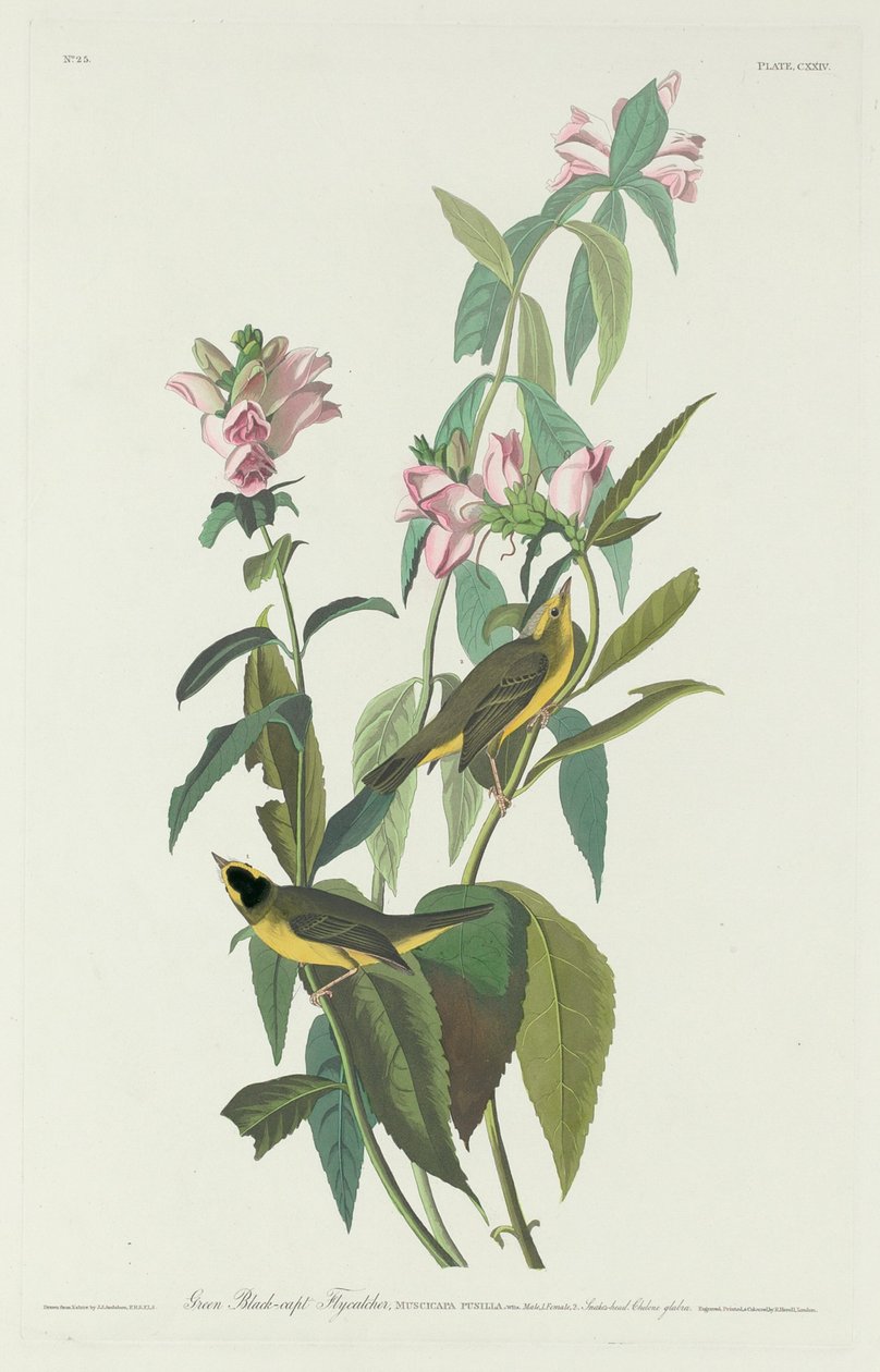Grün-Schwarz-Kappenfliegenschnäpper, 1831 von Robert Havell