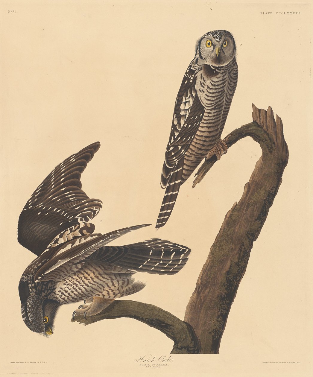 Sperbereule, 1837 von Robert Havell