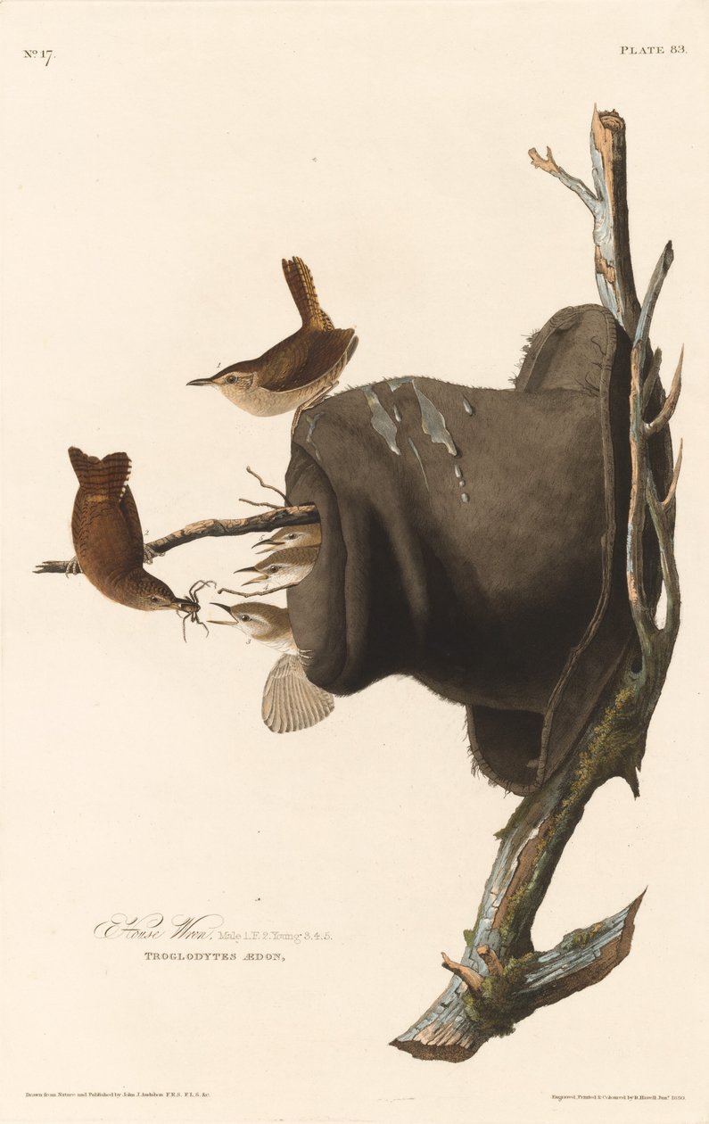 Hauszaunkönig von Robert Havell