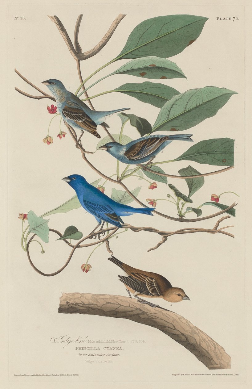 Indigovogel, 1829 von Robert Havell