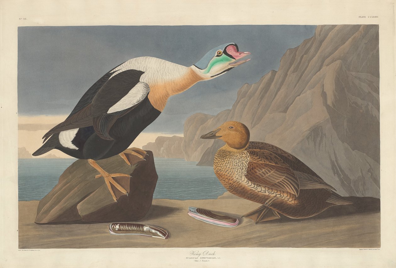 Königsente, 1835 von Robert Havell