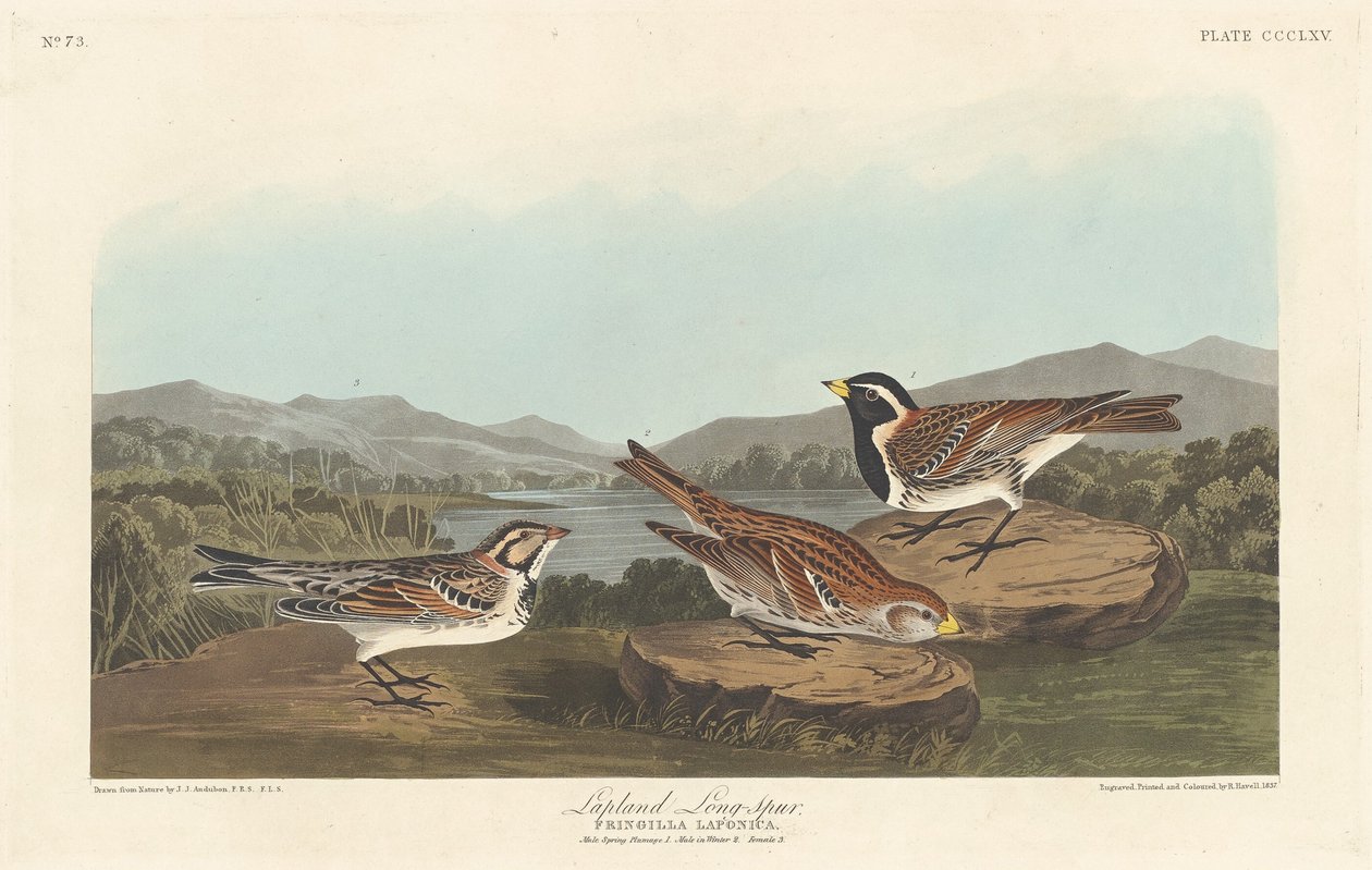 Lapplandspornammer, 1837 von Robert Havell