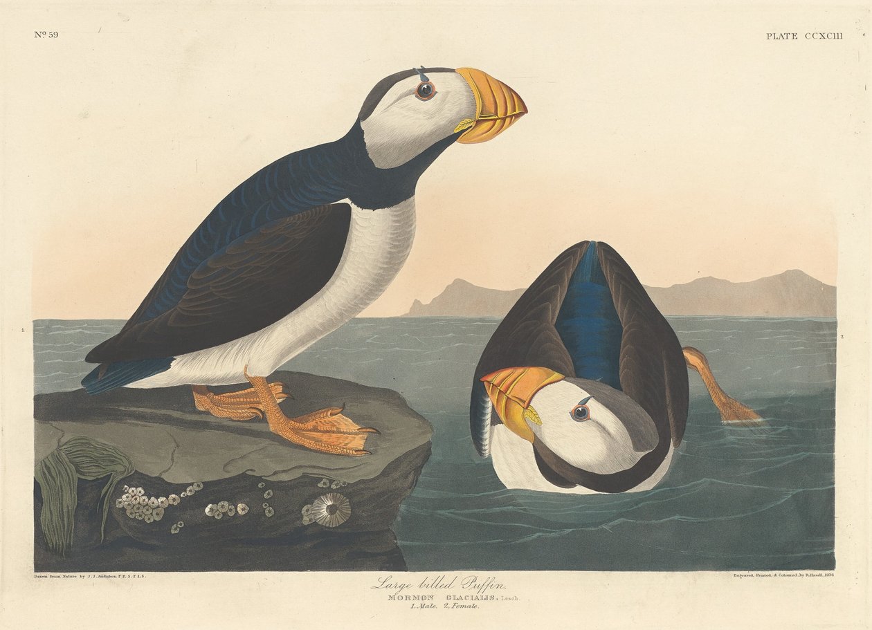 Großschnabel-Puffin, 1836 von Robert Havell