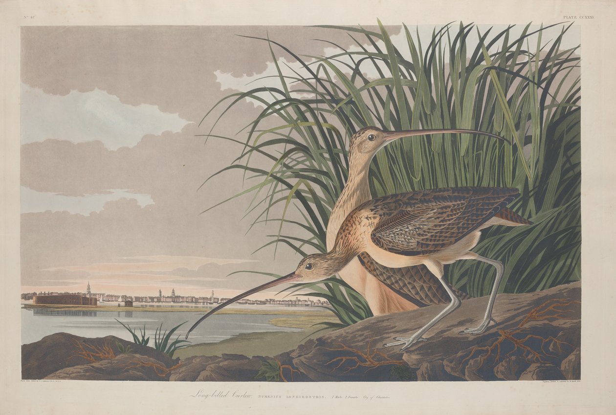 Langschnabel-Brachvogel, 1834 von Robert Havell