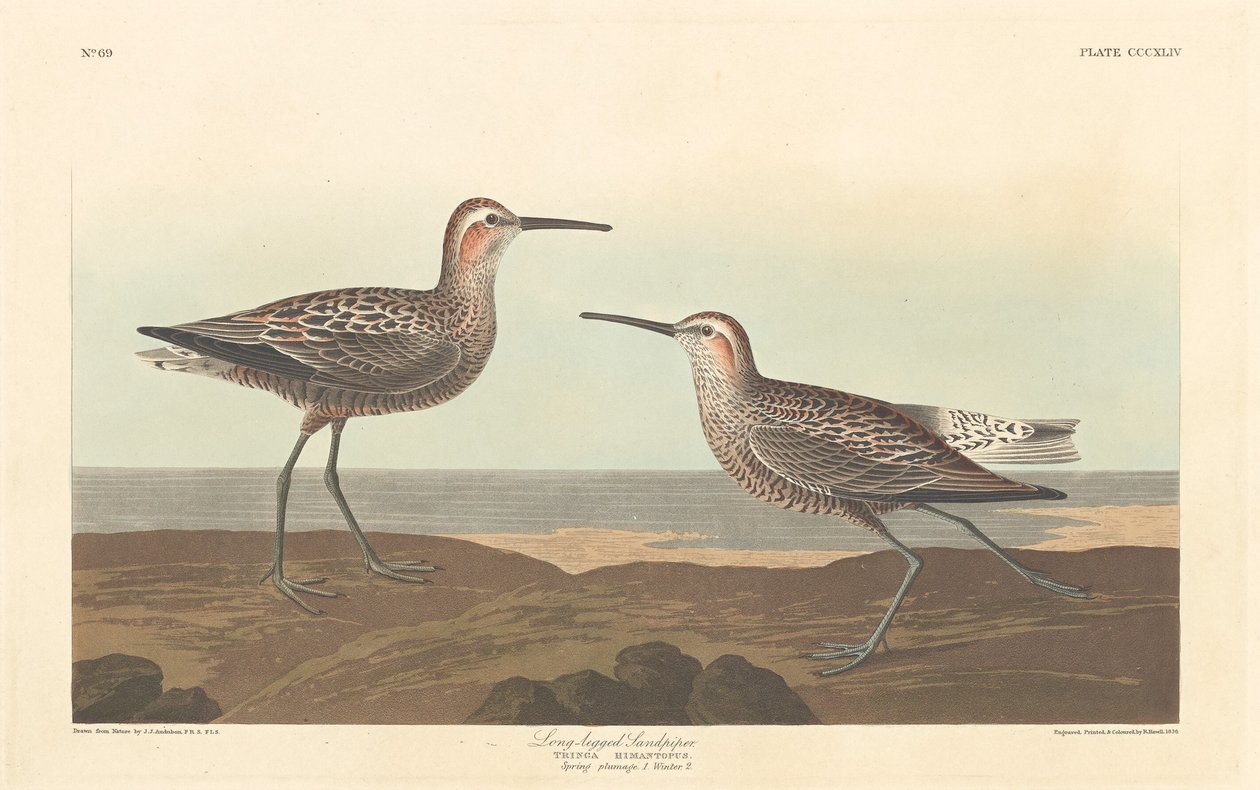 Langbeiniger Sandpiper, 1836 von Robert Havell