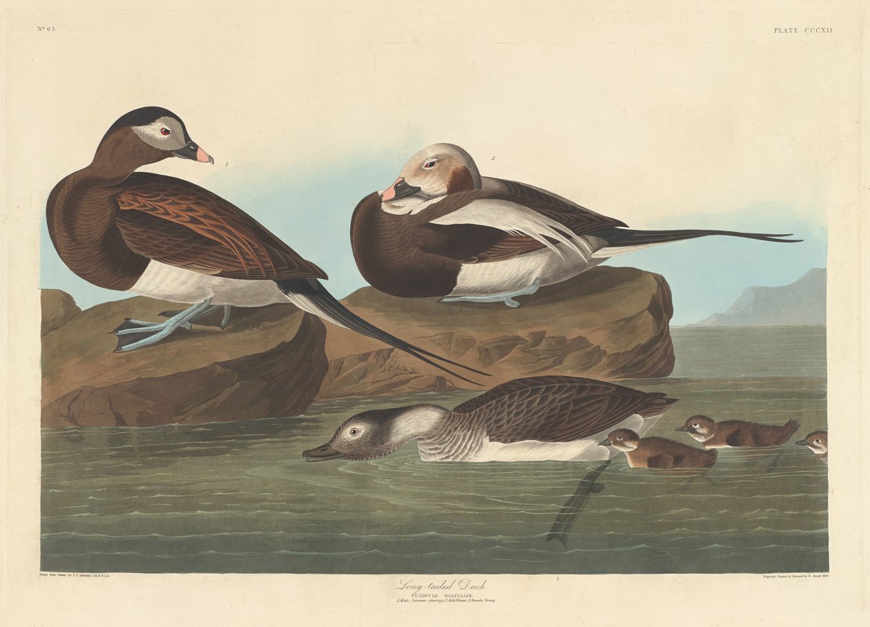 Eisente von Robert Havell