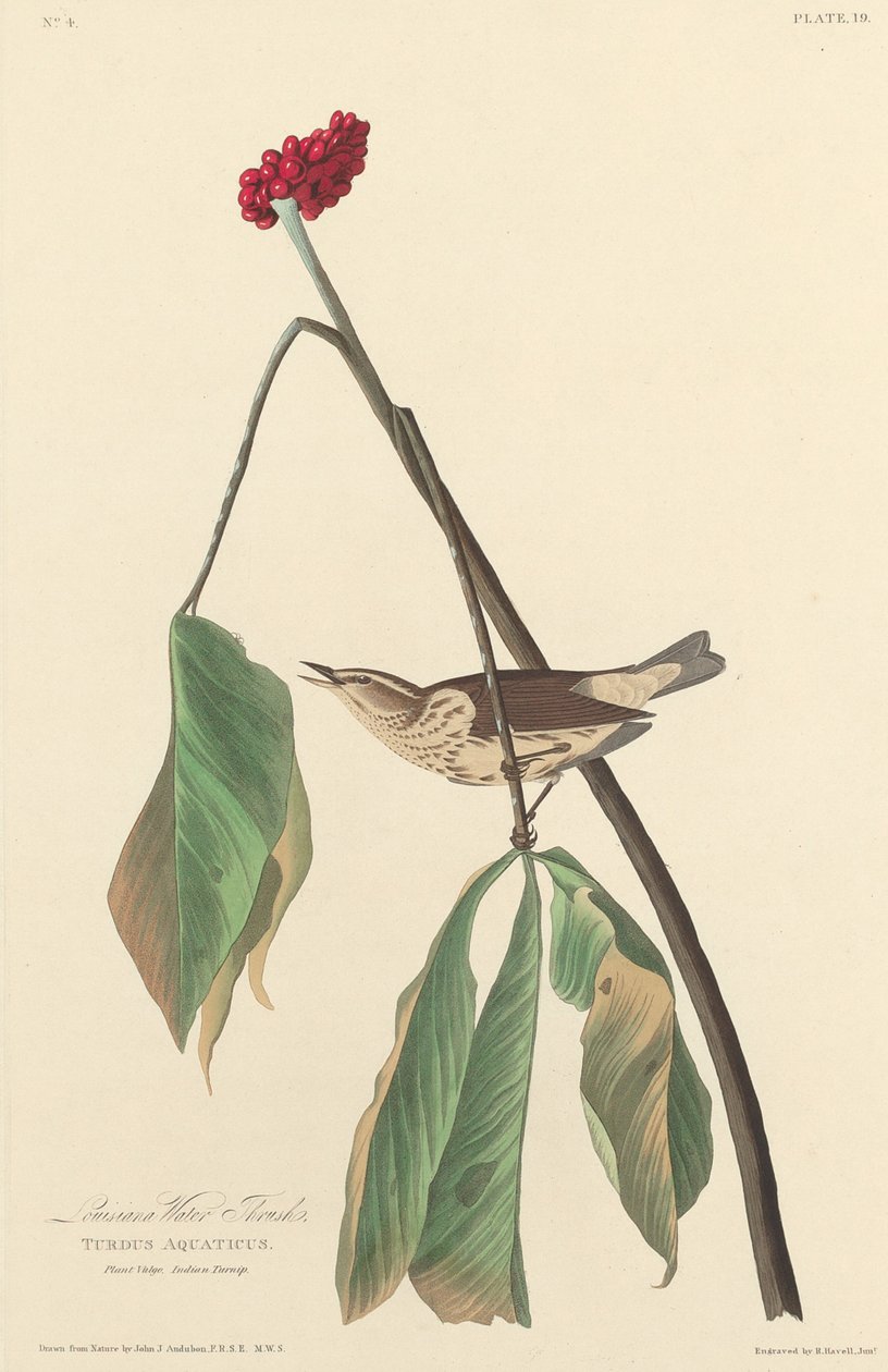 Louisiana-Wasseramsel, 1827 von Robert Havell