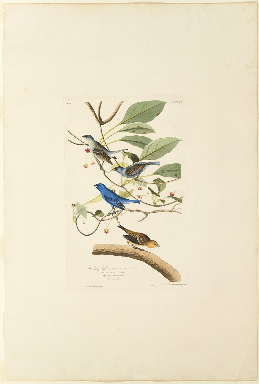 Männlicher Indigo-Vogel von Robert Havell