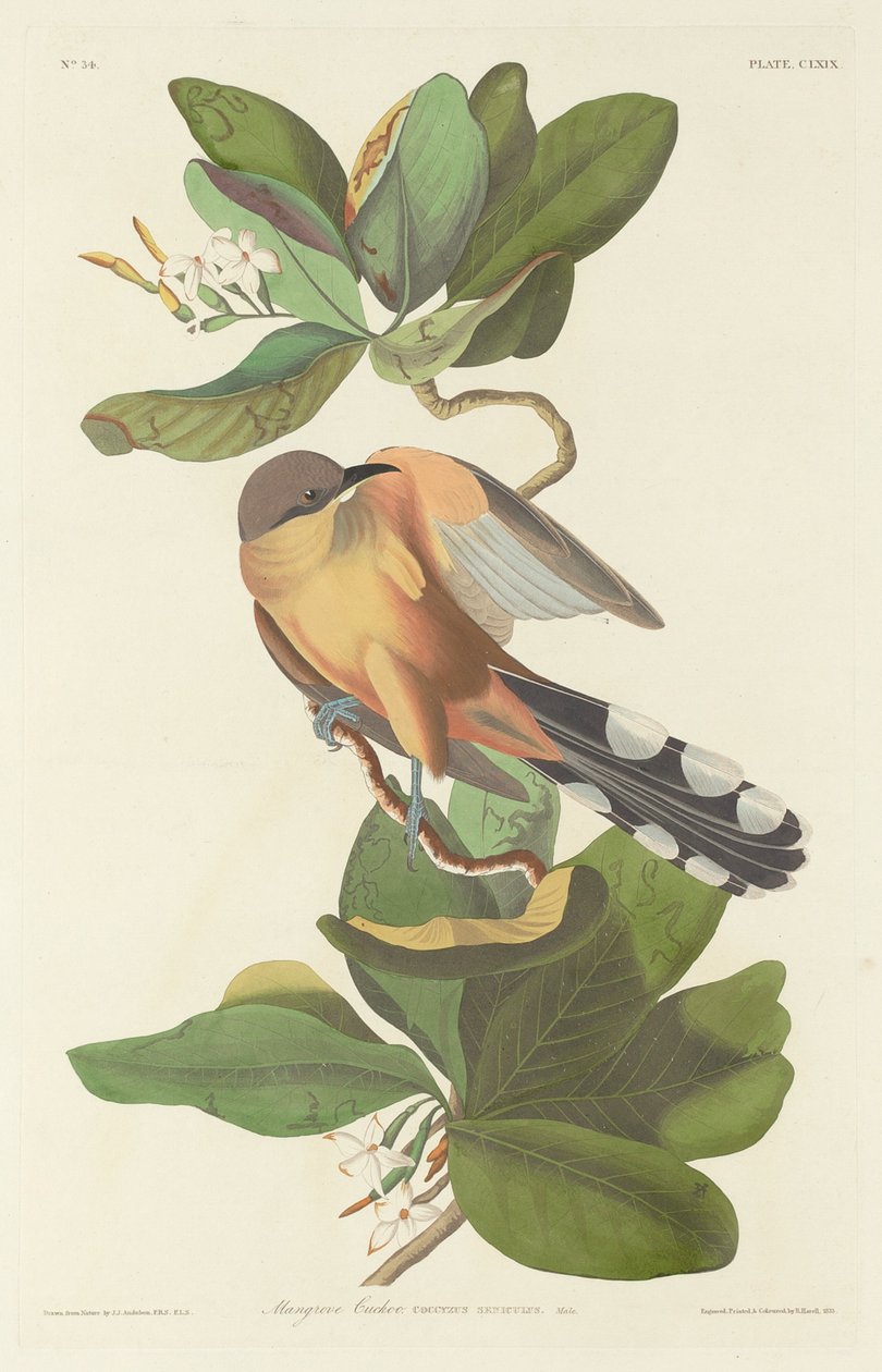 Mangrovenkuckuck, 1833 von Robert Havell