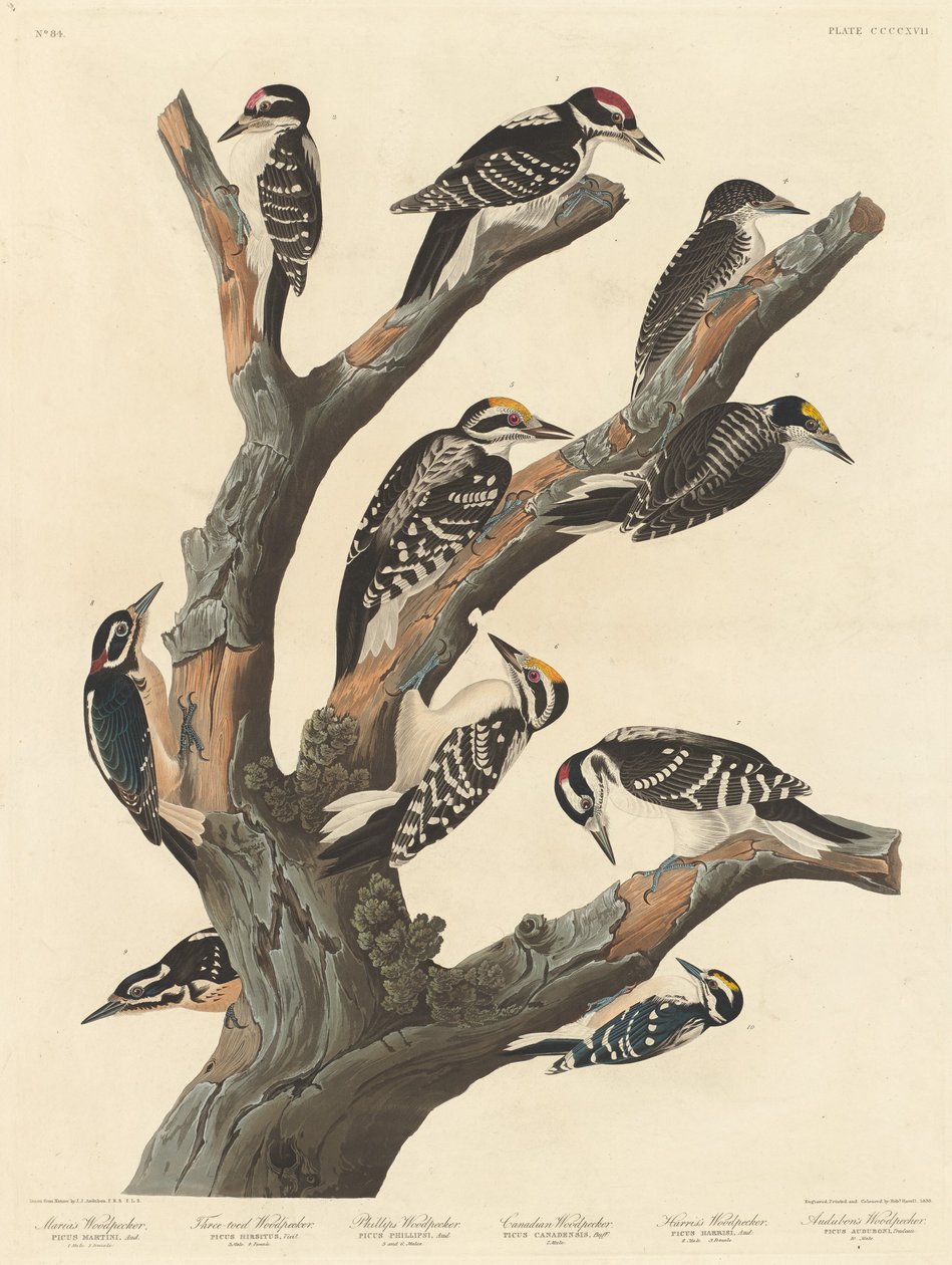 Marias Specht, 1838 von Robert Havell