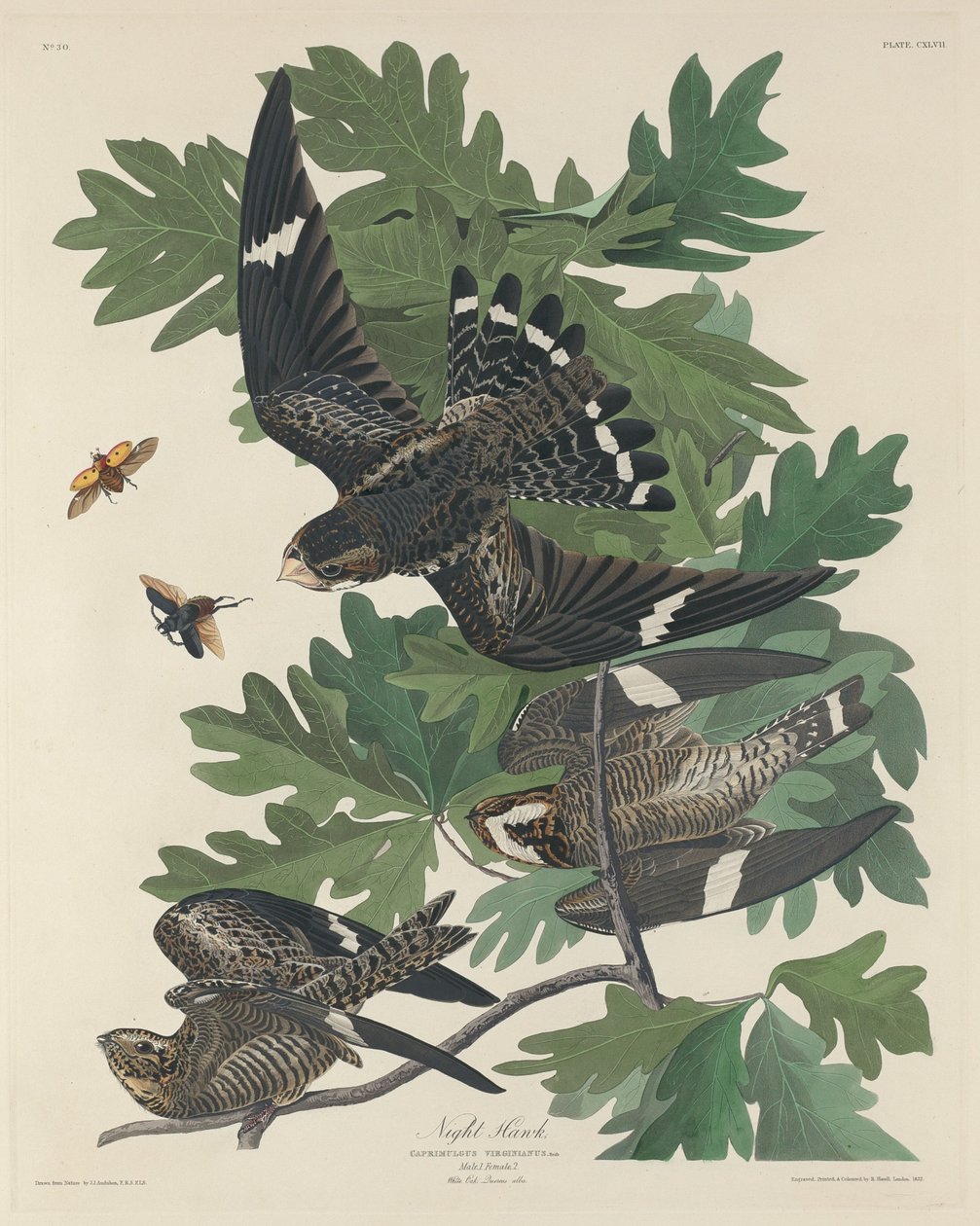 Nachthabicht, 1832 von Robert Havell