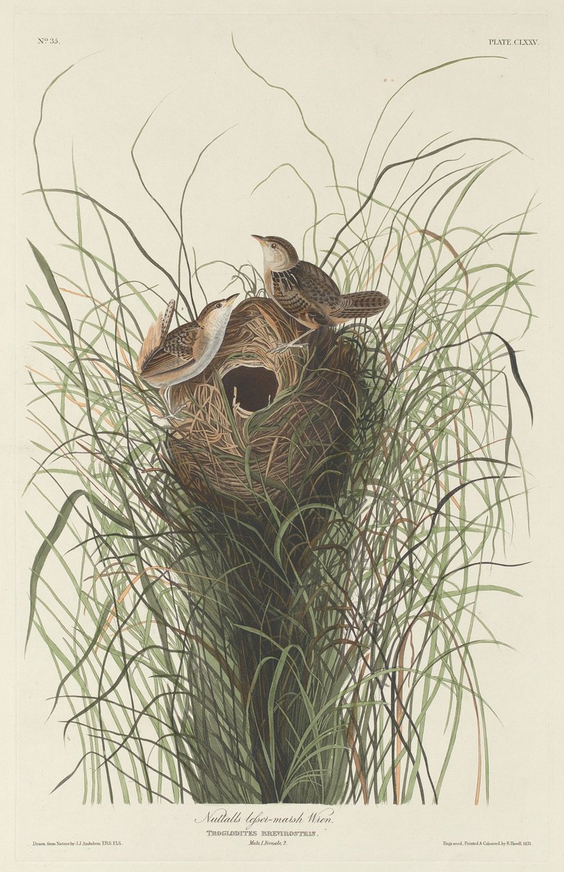 Nuttalls kleiner Sumpfzaunkönig, 1833 von Robert Havell