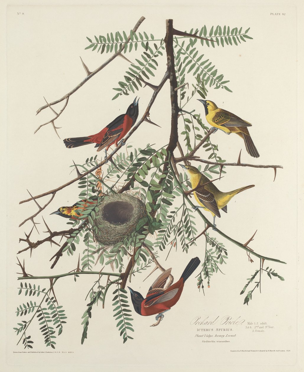 Gartenwaldsänger von Robert Havell
