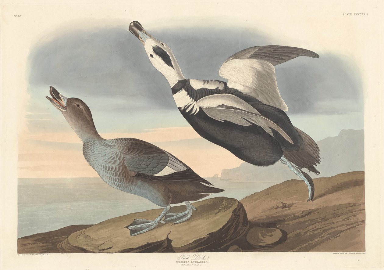 Pied Duck, 1836 von Robert Havell