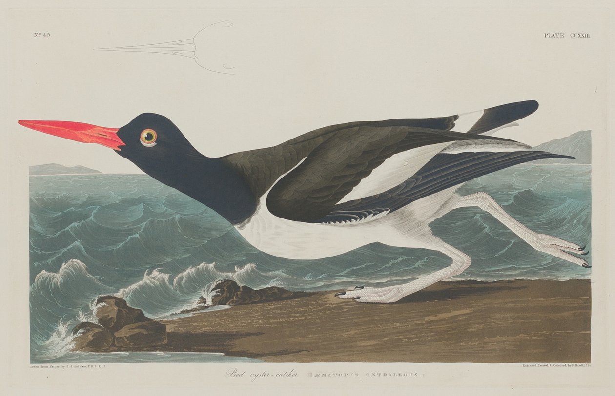 Austernfischer, 1834 von Robert Havell