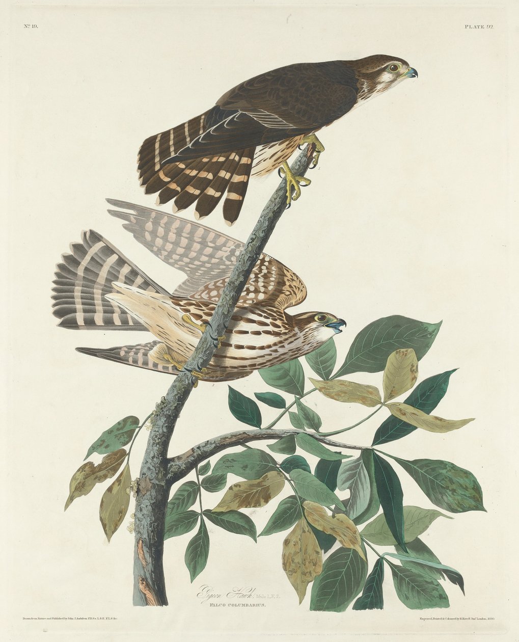 Taubenfalke, 1830 von Robert Havell