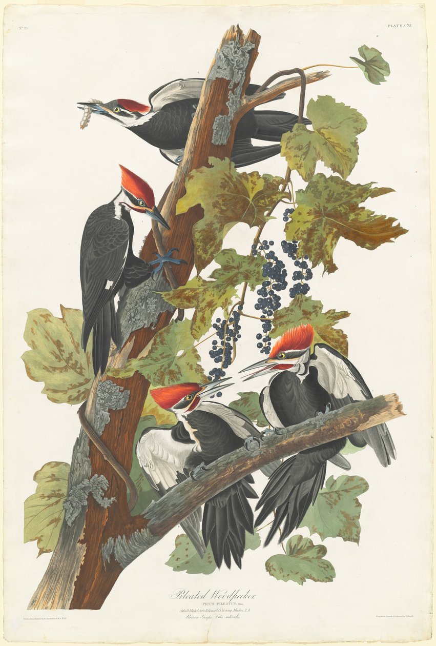 Helmspecht, 1831 von Robert Havell