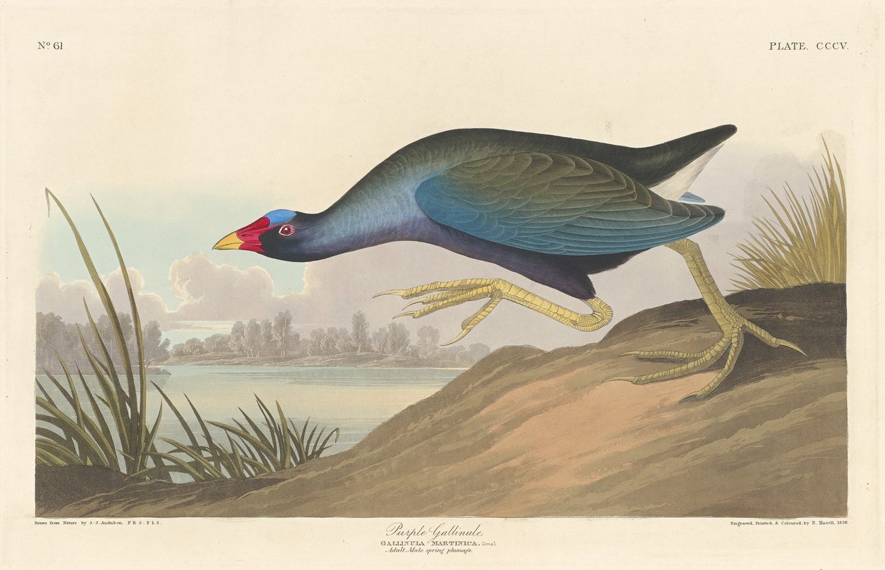Purpurhuhn, 1836 von Robert Havell