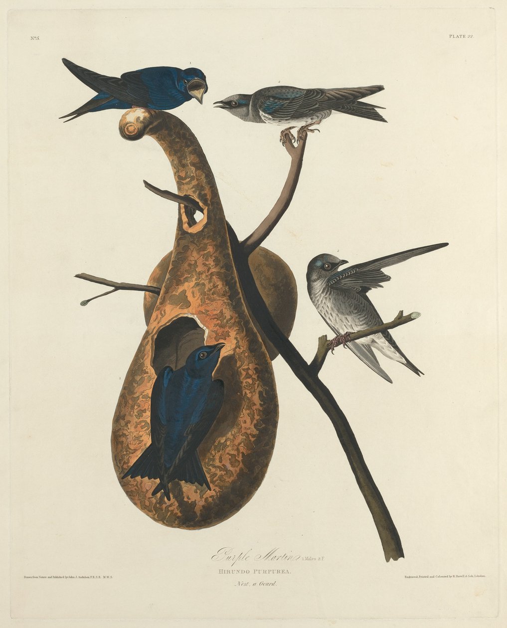 Purpurschwalbe, 1827 von Robert Havell