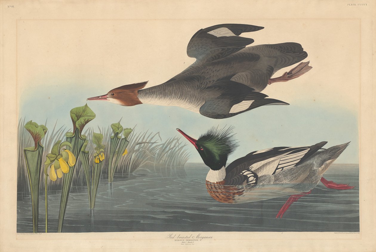 Gänsesäger, 1838 von Robert Havell