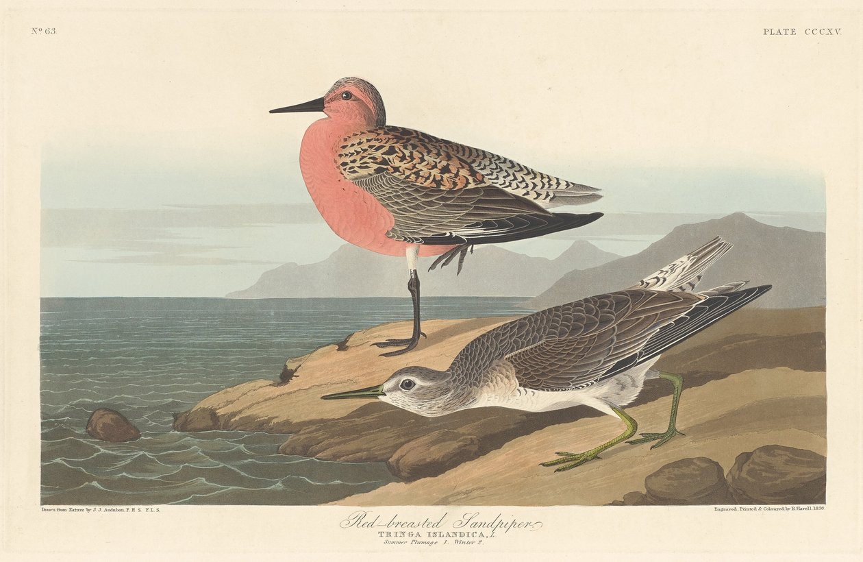 Rotschenkelstrandläufer, 1836 von Robert Havell