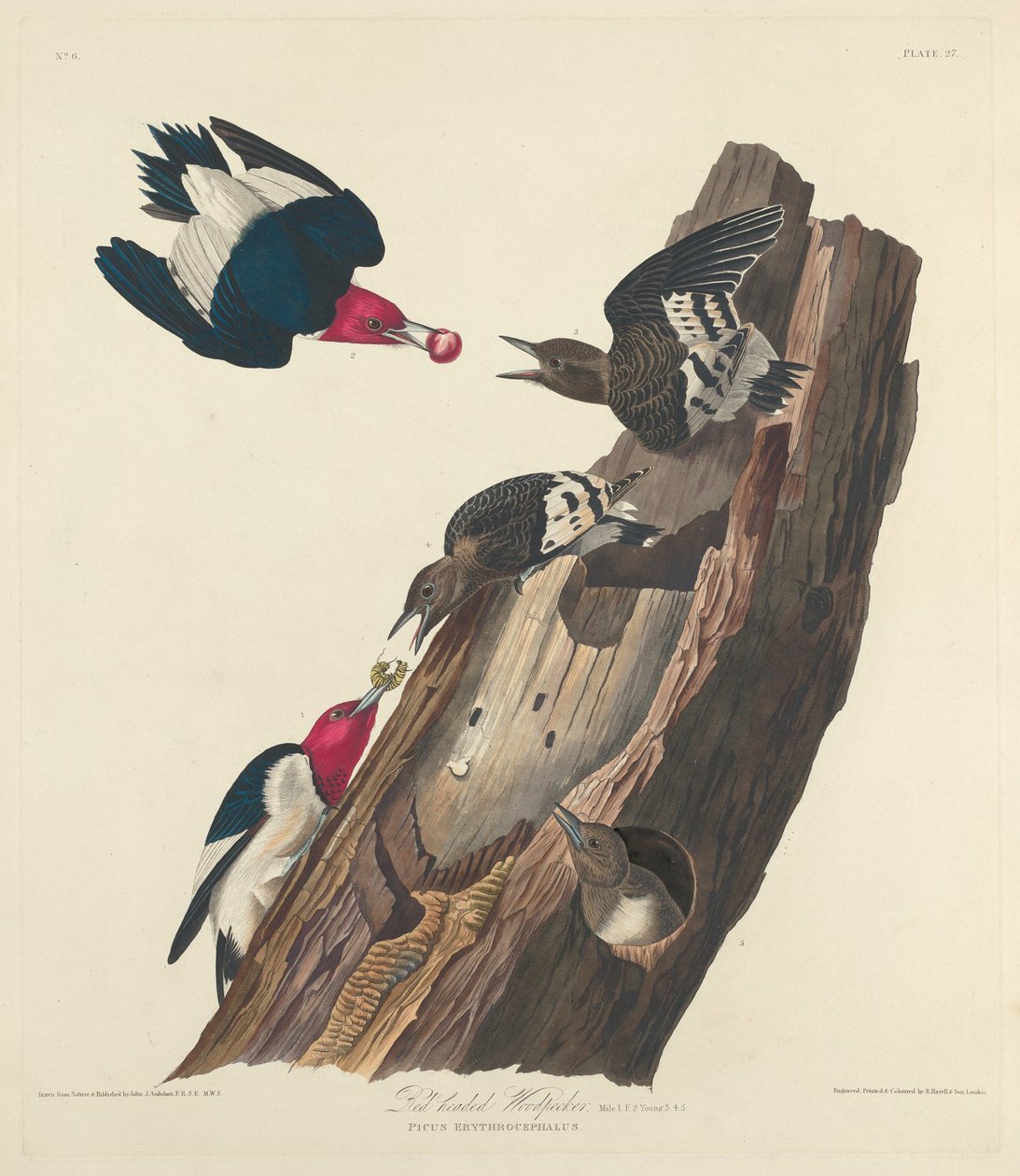 Rotkopf-Specht, 1828 von Robert Havell