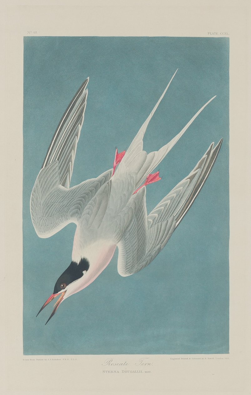 Rosenseeschwalbe, 1835 von Robert Havell