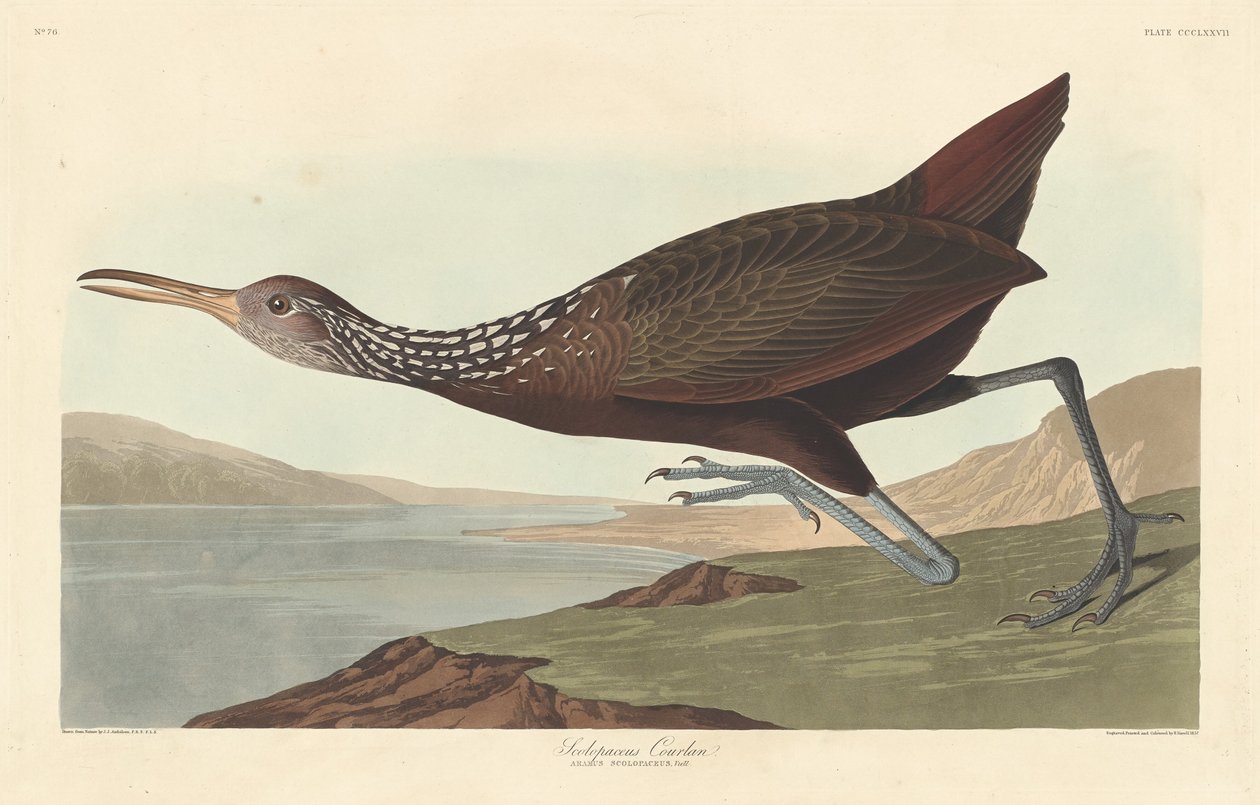 Scolopaceus Courlan von Robert Havell