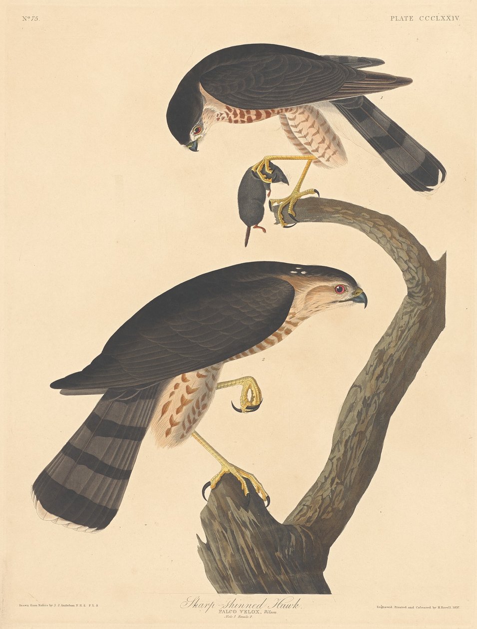 Schnepfenbussard, 1837 von Robert Havell