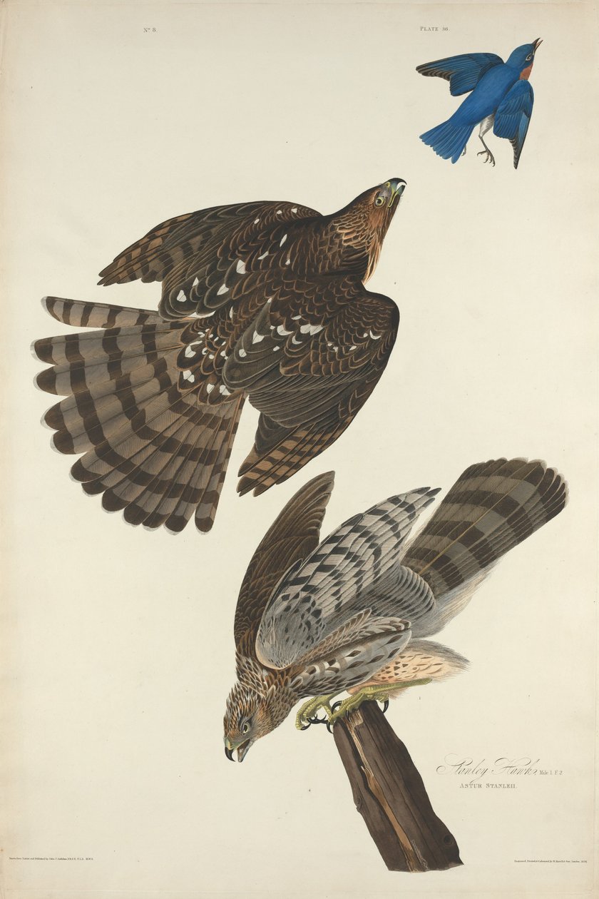 Stanley Hawk, 1828 von Robert Havell
