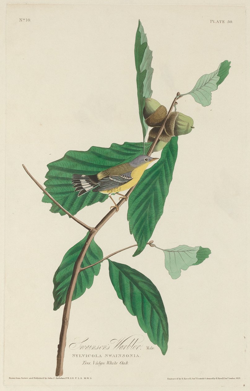 Swainsons Waldsänger von Robert Havell