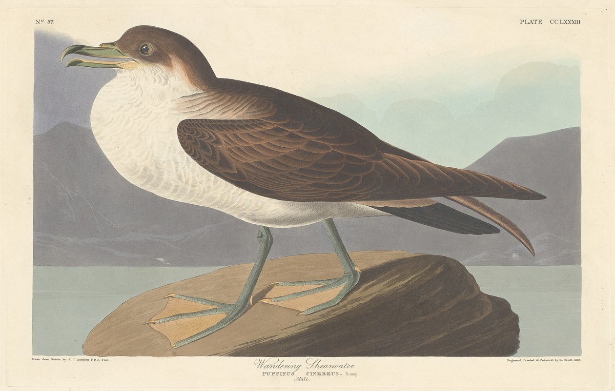 Wandernde Sturmschwalbe, 1835 von Robert Havell