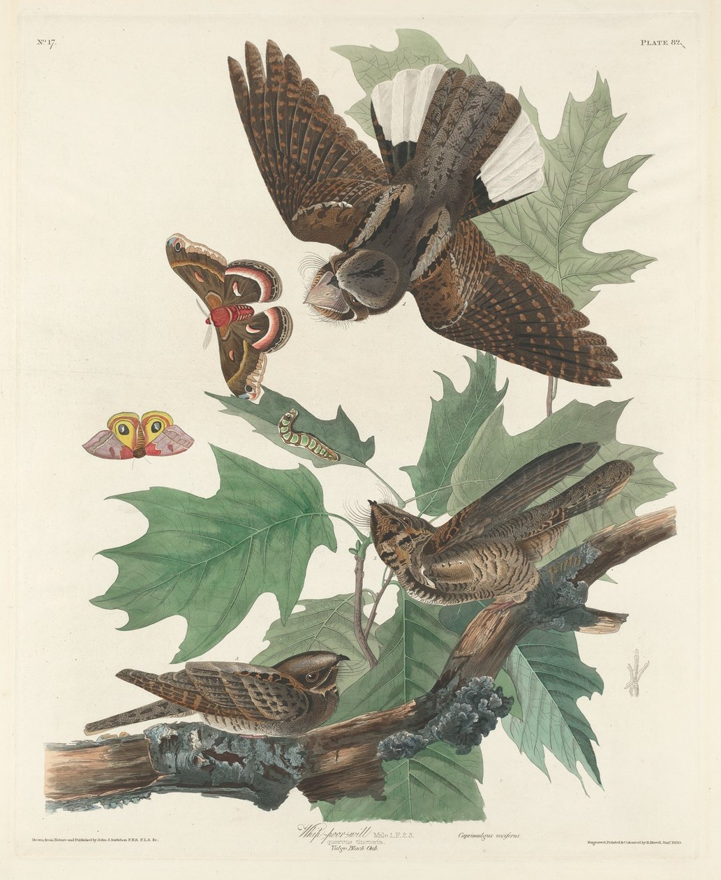 Whip-poor-will, 1830 von Robert Havell
