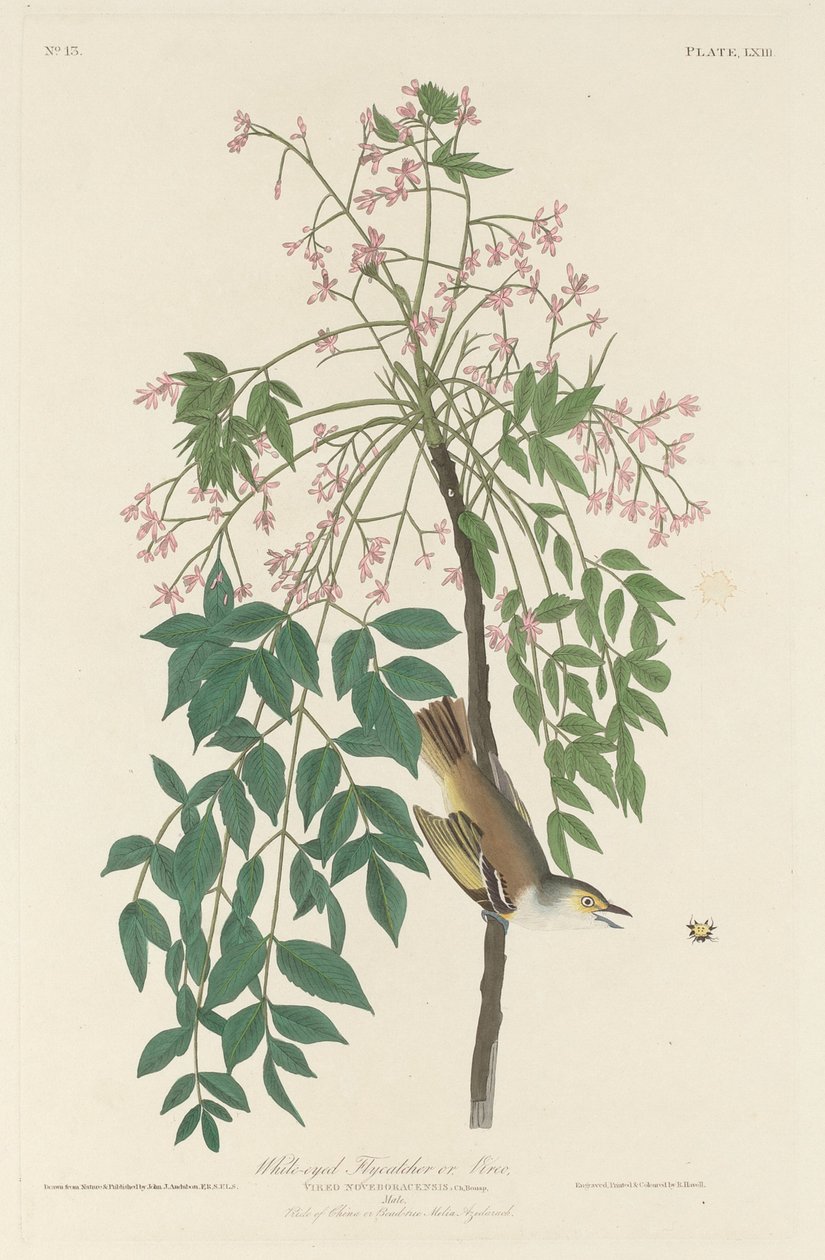 Weißäugiger Fliegenschnäpper, 1829 von Robert Havell