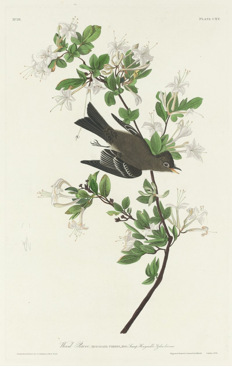 Waldschnäpper von Robert Havell