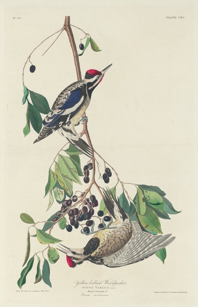 Gelbbauch-Specht, 1834 von Robert Havell