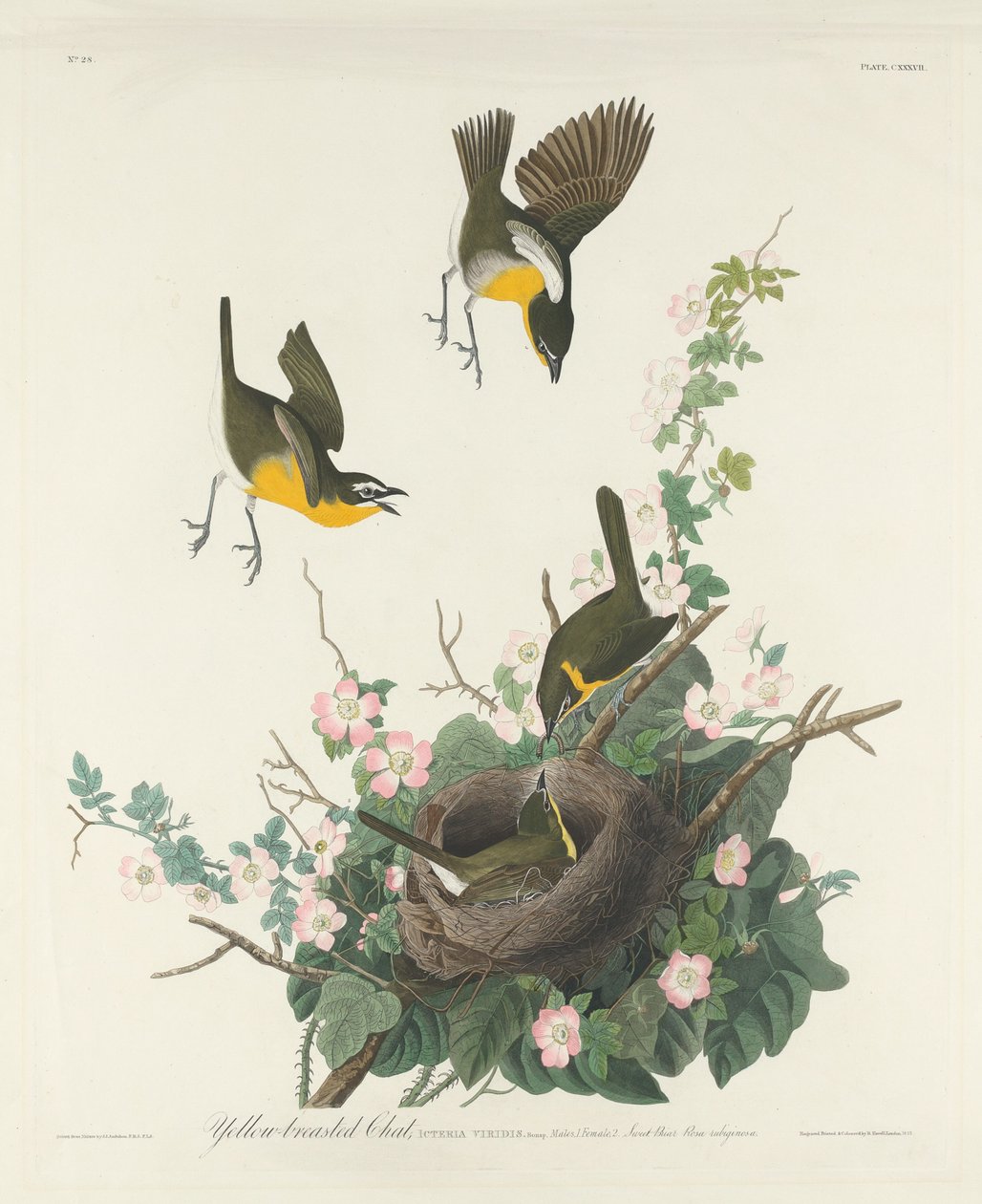 Gelbbrust-Waldsänger, 1832 von Robert Havell