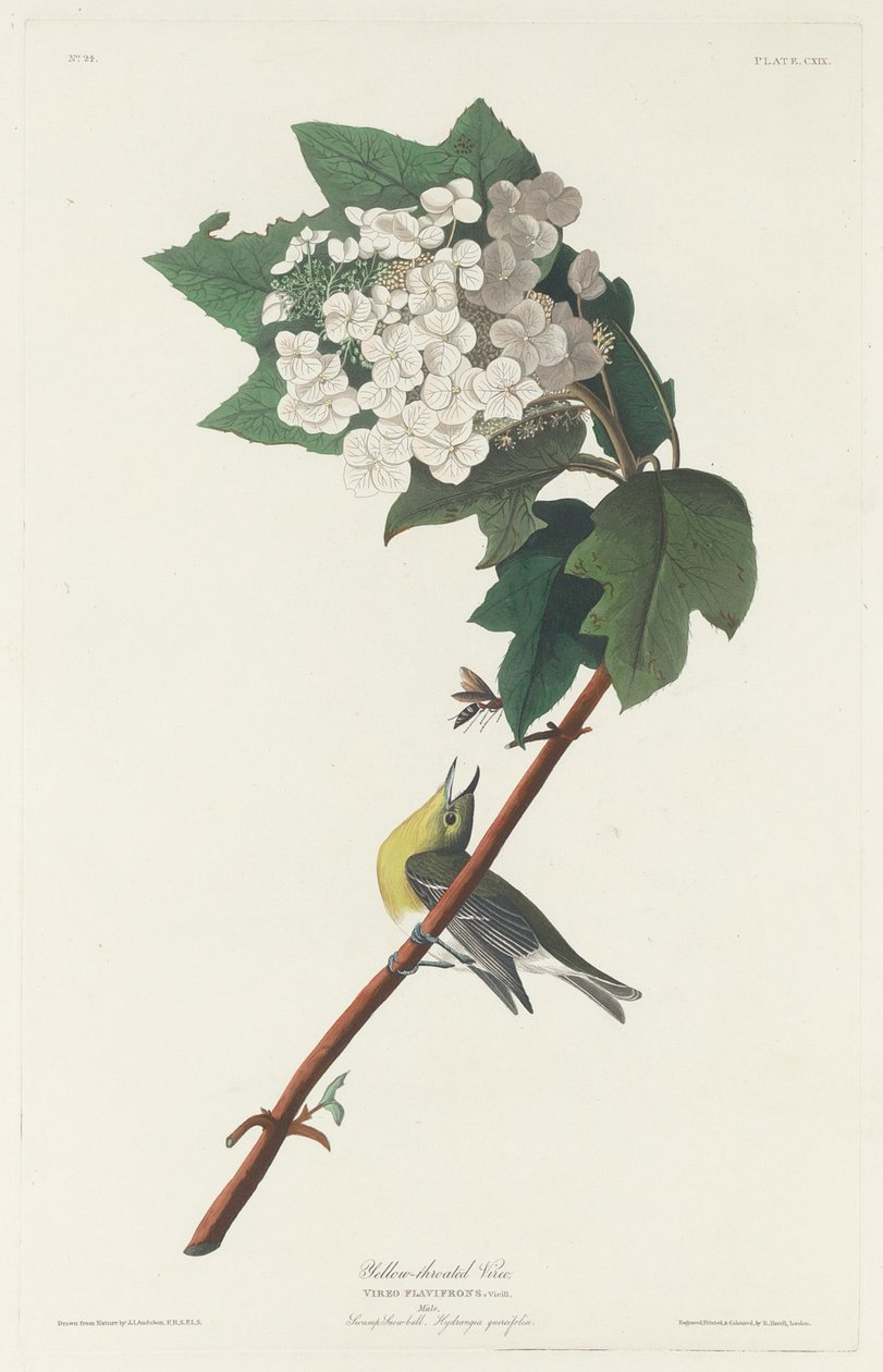 Gelbkehl-Vireo, 1831 von Robert Havell