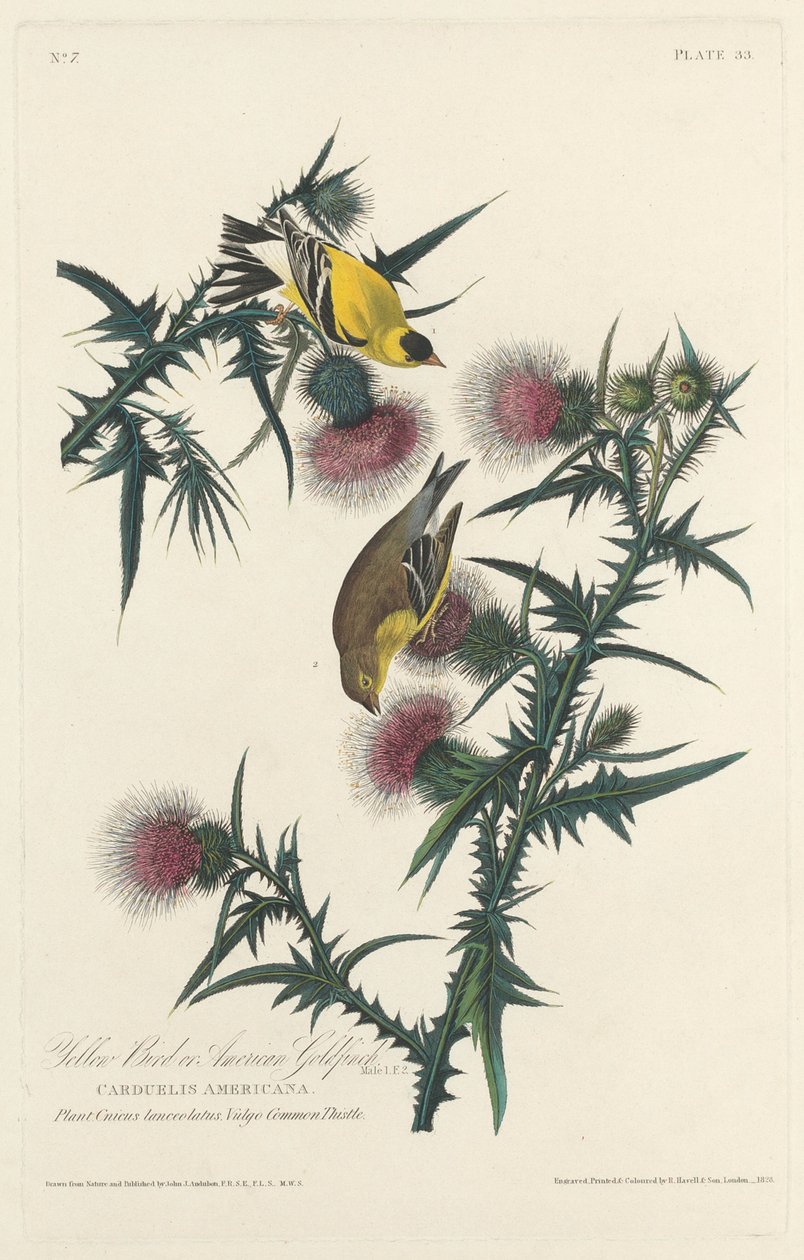 Gelber Vogel oder Amerikanischer Stieglitz, 1828 von Robert Havell
