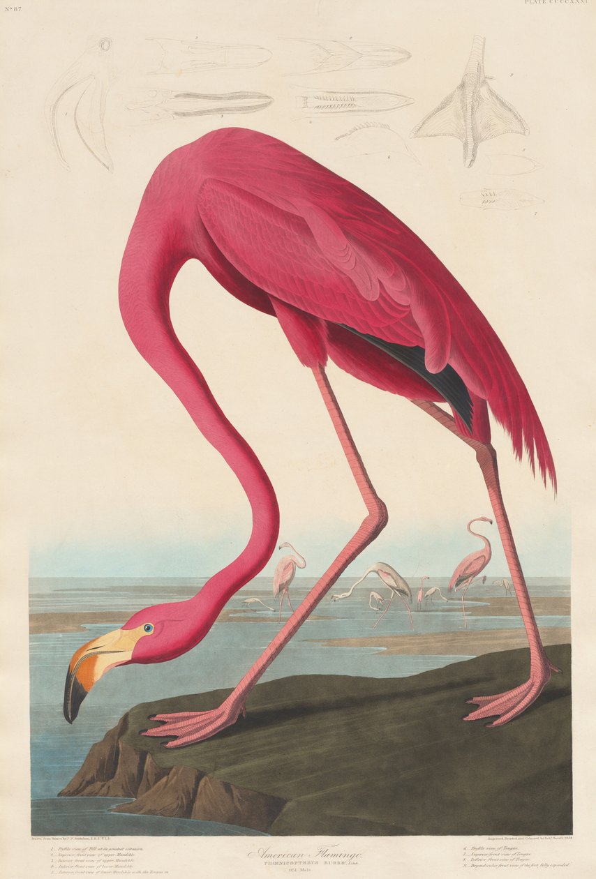 Amerikanischer Flamingo von Robert Havell after John James Audubon