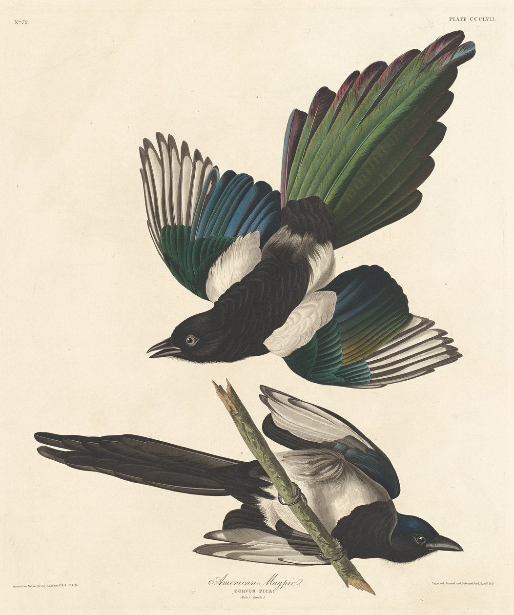 Amerikanische Elster von Robert Havell after John James Audubon