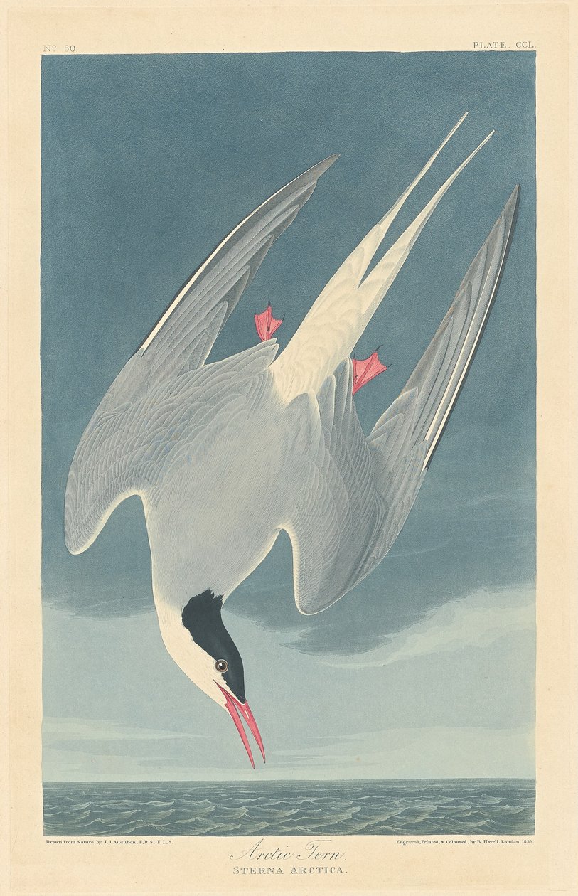 Küstenseeschwalbe von Robert Havell after John James Audubon