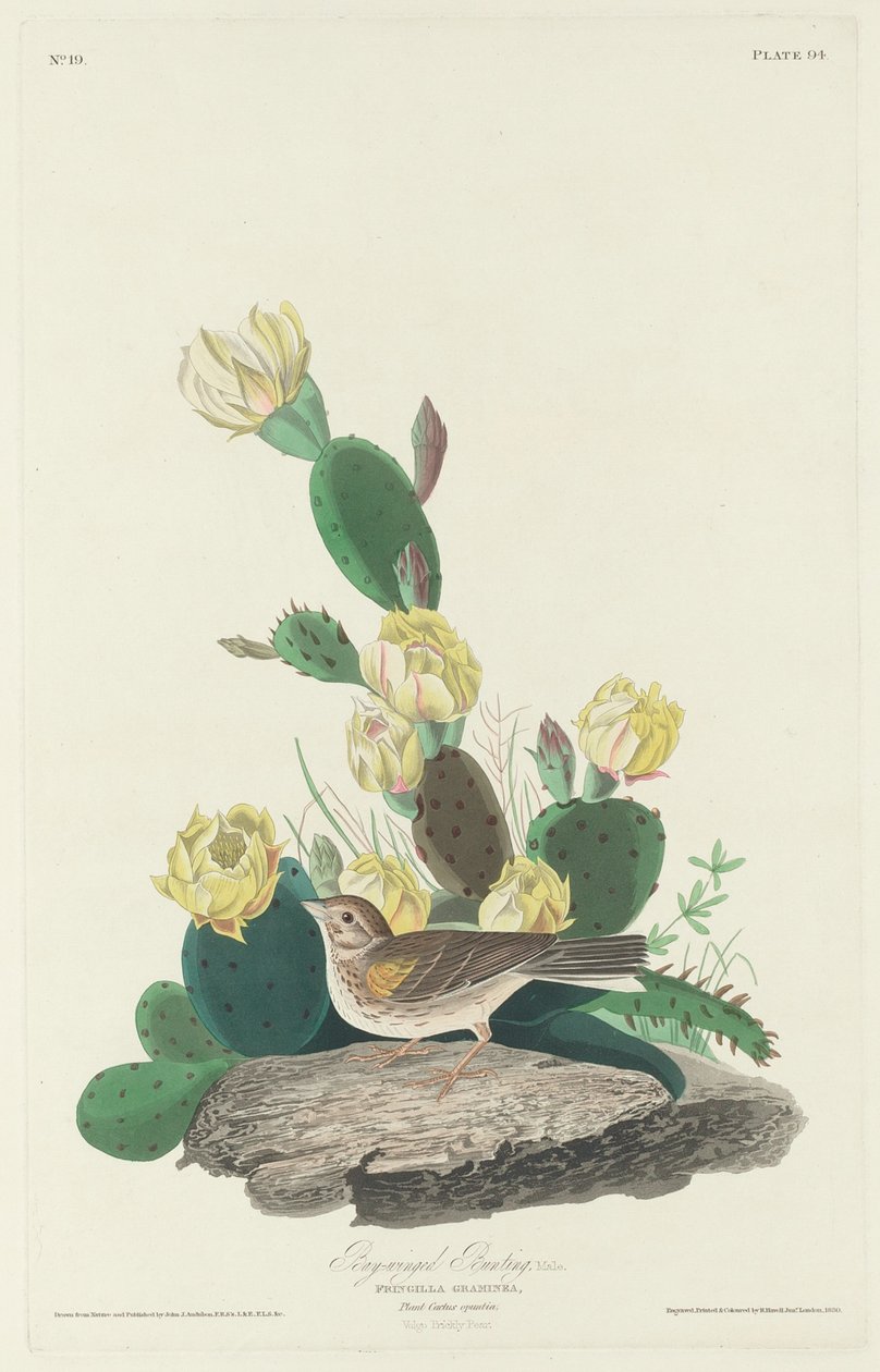 Bindenammer von Robert Havell after John James Audubon