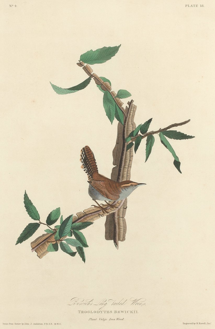 Bewicks Langschwanzzaunkönig von Robert Havell after John James Audubon