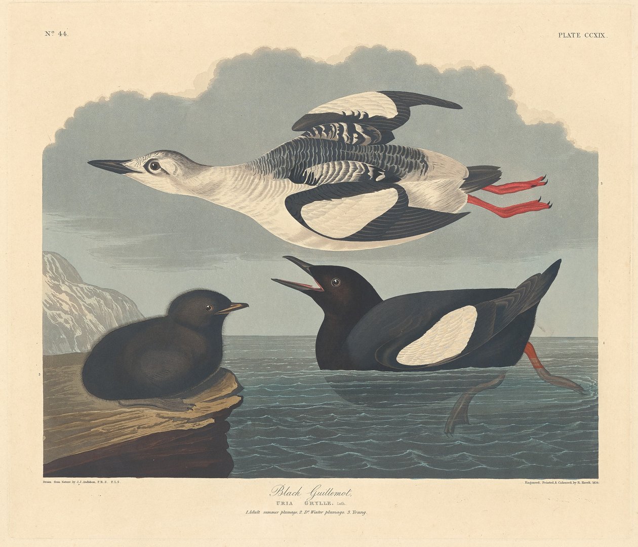 Schwarzweißer Wasserläufer von Robert Havell after John James Audubon