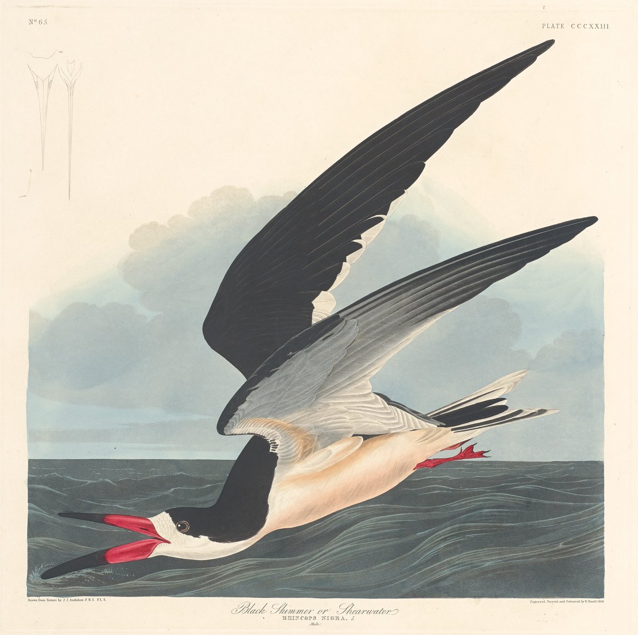 Schwarzer Skimmer von Robert Havell after John James Audubon