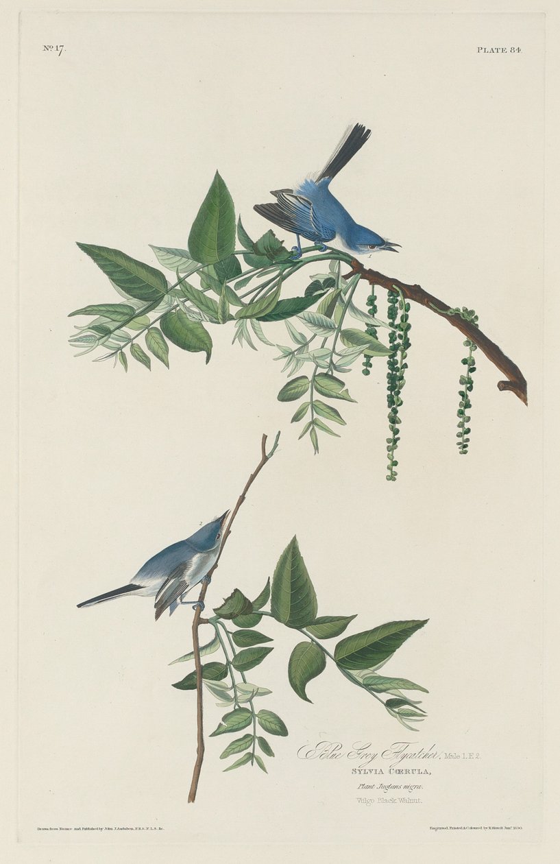 Blaugrauer Fliegenschnäpper von Robert Havell after John James Audubon