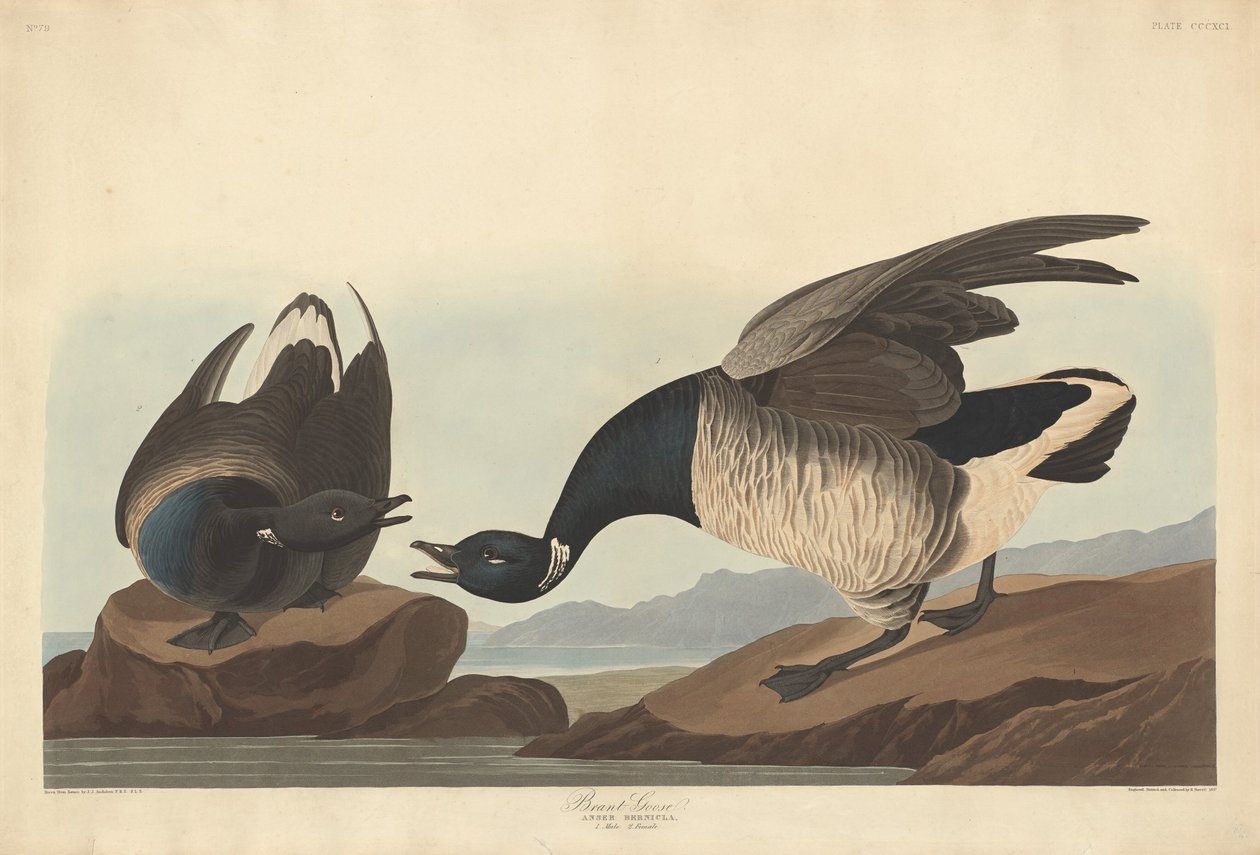 Ringelgans von Robert Havell after John James Audubon